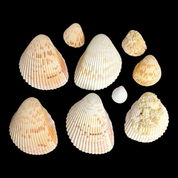 Lot 9 Atlantic Giant Cockle Shells Dinocardium Vobustum Nautical Seashells Beach - Picture 1 of 16